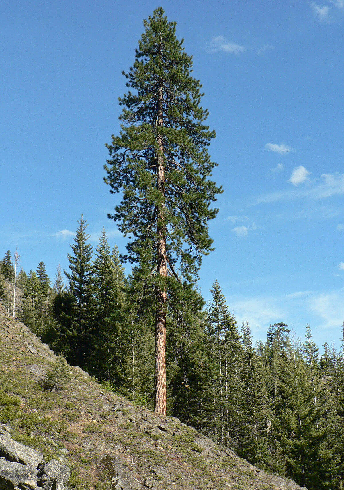 Ponderosa Pine