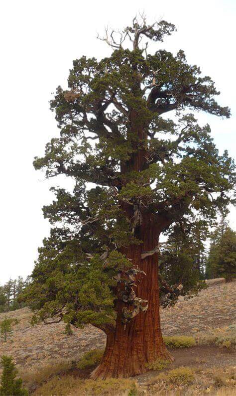 Western Juniper