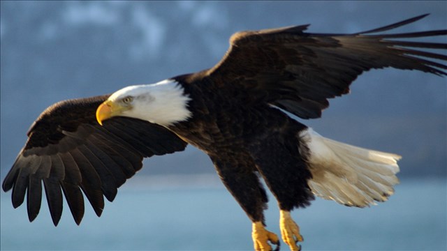 Bald Eagle