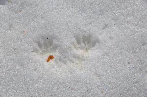Animal Tracks @ Big Bear Discovery Center