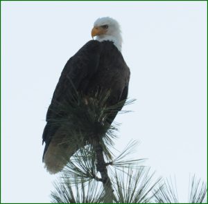 Bald Eagle Viewing @ Dana Point Park, Fawnskin