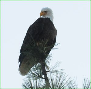 Eagle Talk and Nest Camera @ Big Bear Discovery Center