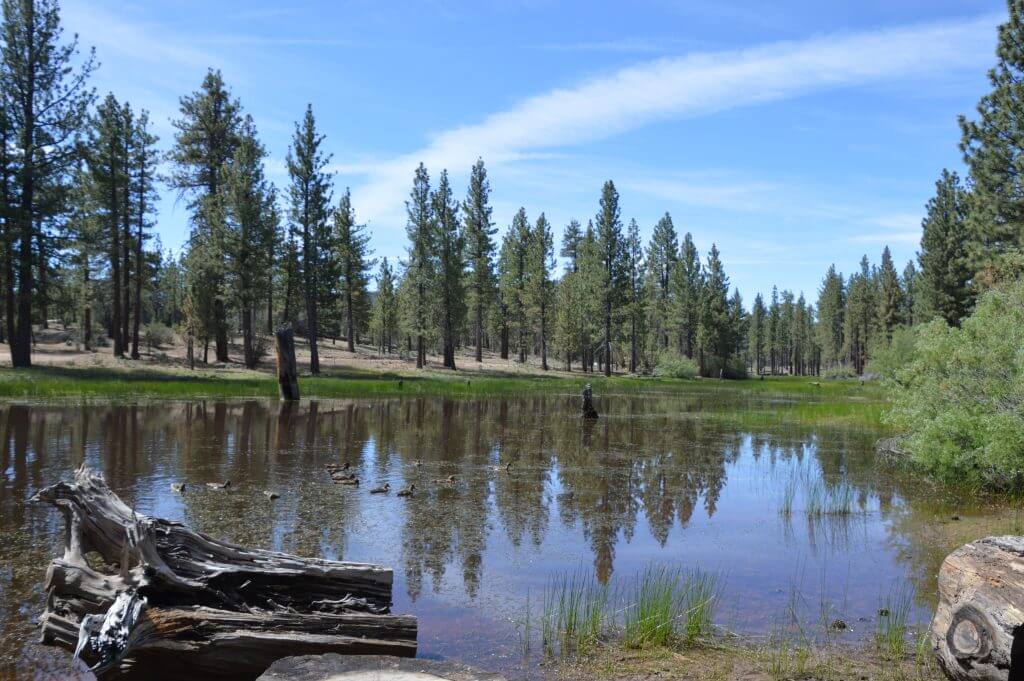 Forest Information - Southern California Mountains Foundation