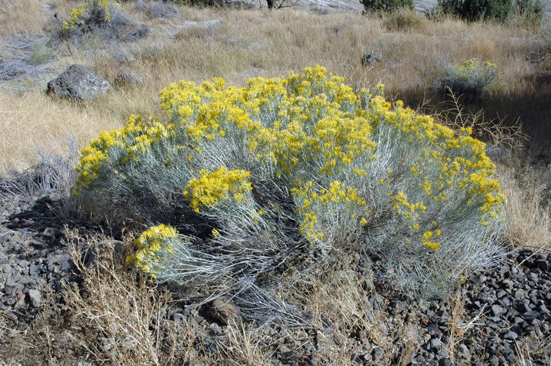 Rubber Rabbitbrush