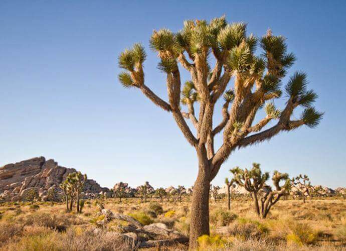 Joshua Tree