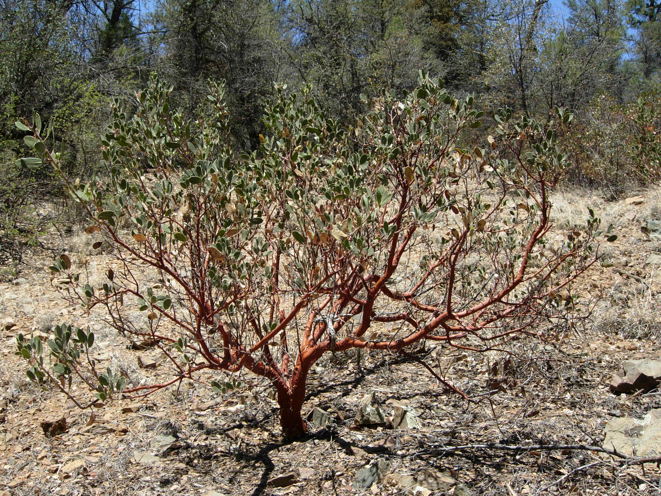 Manzanita