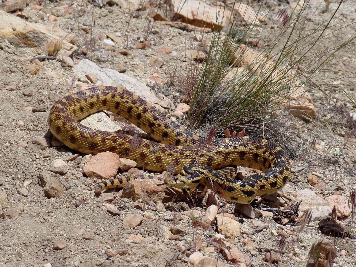 Rattle Snake