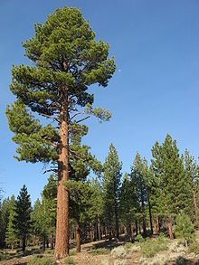 Jeffrey Pine Tree