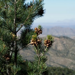 Pinyon Pine Tree
