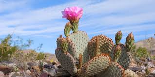 Beavertail Catus