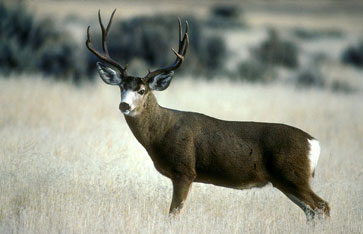 Mule Deer